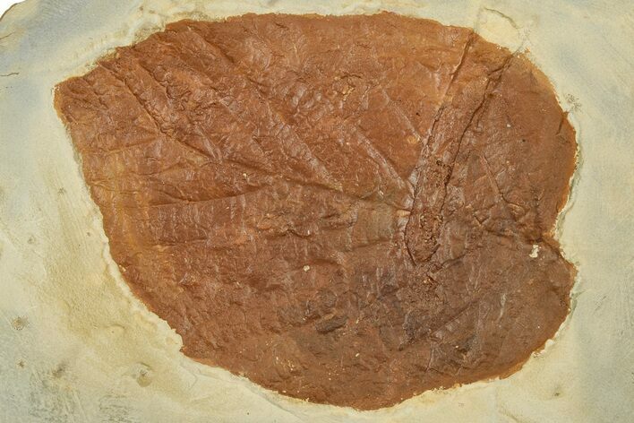 Colorful Fossil Leaf (Beringiaphyllum) - Montana #351969